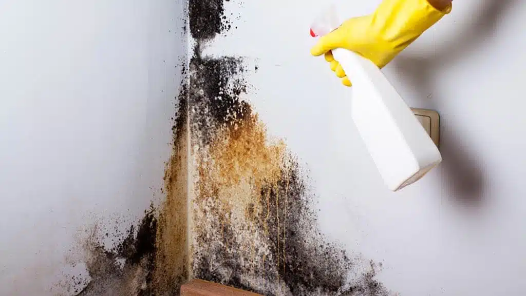 Schimmel an der Wand Schimmelbeseitigung Putzen - Schimmel an der Wand – Ursachen, Vorbeugung und Beseitigung