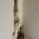 Flachdach Schimme Wandecke