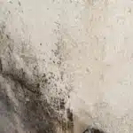 Schimmel Wohnung beseitigen Wandbefall Messung