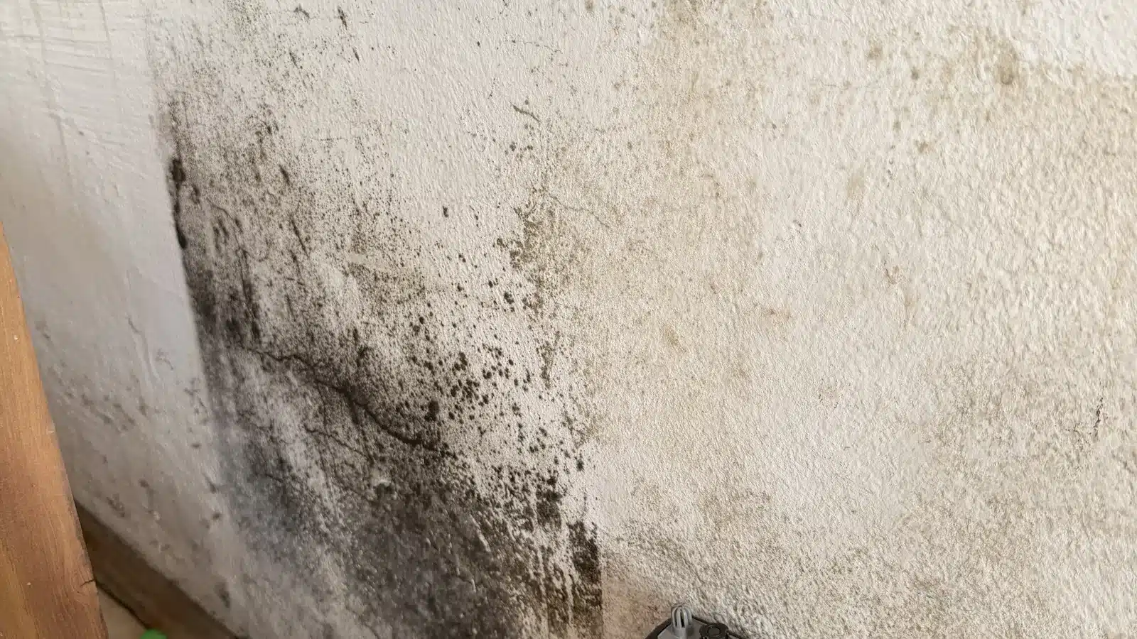 Schimmel Wohnung beseitigen Wandbefall Messung
